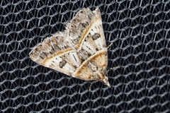 Dichromodes orthozona