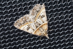 Dichromodes orthozona