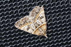 Dichromodes orthozona