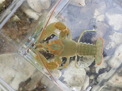 Barbicambarus cornutus