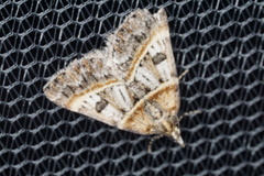 Dichromodes orthozona