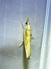 Fissicrambus profanellus