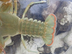 Barbicambarus cornutus