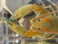 Barbicambarus cornutus
