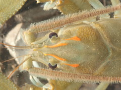 Barbicambarus cornutus