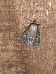 Idia diminuendis
