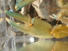 Barbicambarus cornutus
