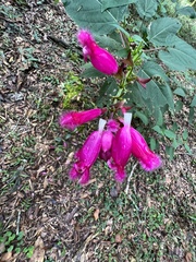 Salvia involucrata