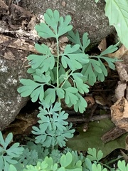 Capnoides sempervirens