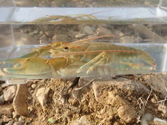 Barbicambarus cornutus