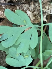 Capnoides sempervirens