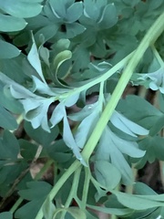 Capnoides sempervirens