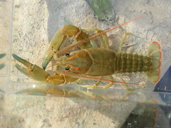 Barbicambarus cornutus