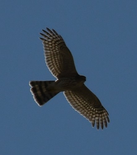 iNaturalist observation photo of Sharp-shinned Hawk
