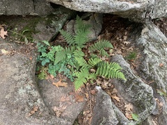 Capnoides sempervirens