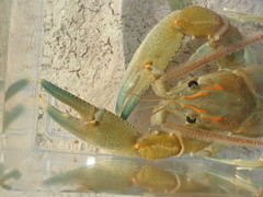 Barbicambarus cornutus