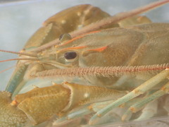 Barbicambarus cornutus