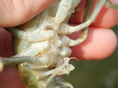 Barbicambarus cornutus