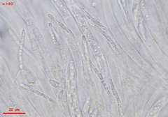 Phaeohelotium fulvidulum