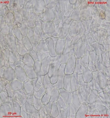 Phaeohelotium fulvidulum