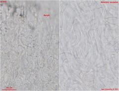 Phaeohelotium fulvidulum