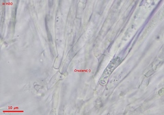 Phaeohelotium fulvidulum