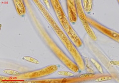 Phaeohelotium fulvidulum