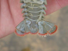 Barbicambarus cornutus