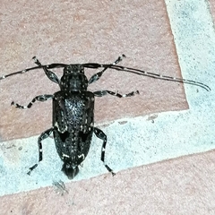 Oedopeza maculatissima