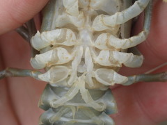 Barbicambarus cornutus