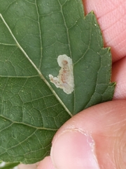 Calycomyza eupatoriphaga