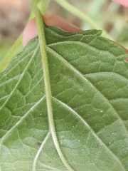 Calycomyza eupatoriphaga