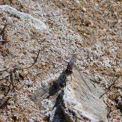 Erythrodiplax basifusca