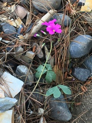 Oxalis arenaria