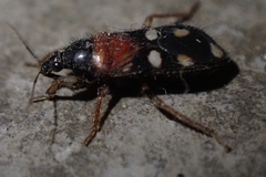Prostemmatinae
