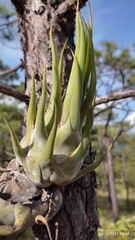 Tillandsia seleriana