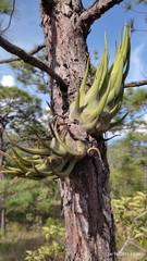 Tillandsia seleriana