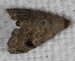 Abablemma brimleyana