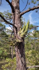 Tillandsia seleriana