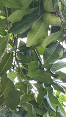 Diospyros nigra