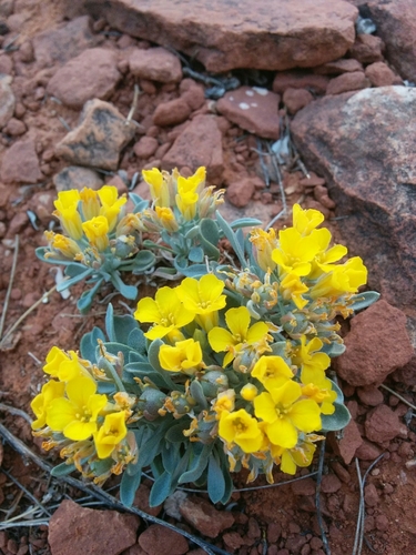 Image of Physaria cinerea by (c) kweitemier, some rights reserved (CC BY-SA)