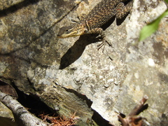 Sceloporus oberon