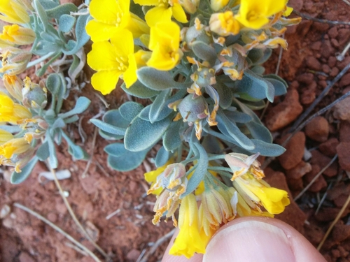 Image of Physaria cinerea by (c) kweitemier, some rights reserved (CC BY-SA)