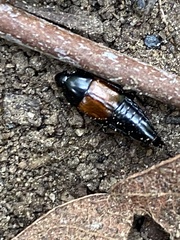 Tachinus fimbriatus