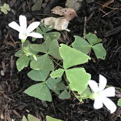 Oxalis triangularis