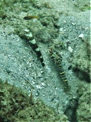 Cryptocentrus nigrocellatus