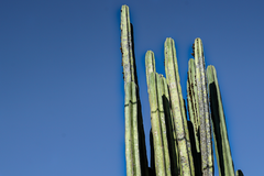 Lophocereus marginatus