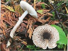 Lepiota felina