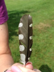 Dryobates villosus villosus