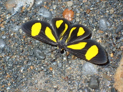 Cyllopoda claudicula